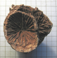 Specimen of Veliphyllum aperturatum of the Quenstedt's collection, author: B.Lathuilie