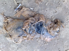 Dieren