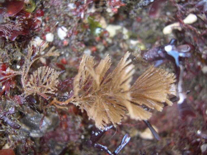 Bugula turbinata