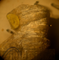 Lectotype of Thamnosmilia annulata type species of the genus, author: B.Lathuilie