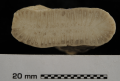 Anthozoa