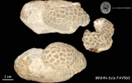 Neotype of Madrepora fragum Esper, author: A. Andouche