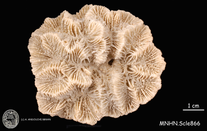 Holotype of Oulophyllia ? spinosa Milne Edwards & Haime