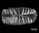 Flabellum pavoninum, Calicular view of Lectotype