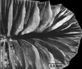 Flabellum pavoninum, Calicular view of Lectotype