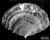 Flabellum	pavoninum , Lectotype of F. distinctum (junior synonym of F. pavoninum)