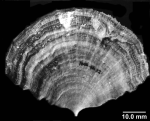 Hexacorallia