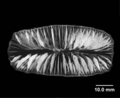 Flabellum	pavoninum , Lectotype of F. distinctum (junior synonym of F. pavoninum)