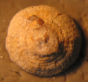 Syntype of the type species of Thecocyathus, author: B. Lathuilie