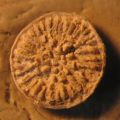 Syntype of the type species of Thecocyathus