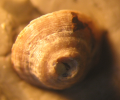 Syntype of the type species of Thecocyathus