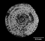 Balanophyllia (B.) calyculus, non-type, polycyclic base