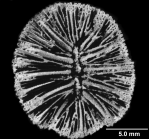 Balanophyllia (E.) trochiformis, calicular view