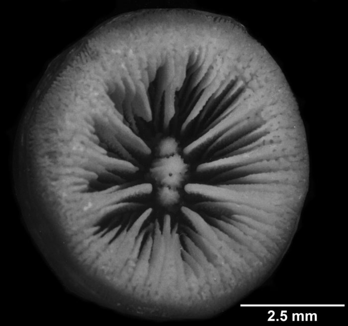 Thecopsammia socialis, calicular view