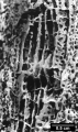 Paleoastroides michelini, tabular endothecal dissepiments, author: Cairns, 2001, Figure 9j, page 65