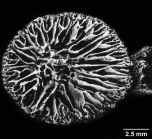 Dendrophyllia ramea, calice view, showing Portalès plan