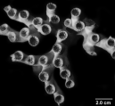 Duncanopsammia axifuga, apical view of part of small colony, author: Cairns, 2001, Figure12f, page 71