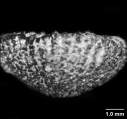 Kumbiopsammia besairiei, side view, author: Cairns, 2001, Figure 14g, page75.