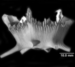 Hexacorallia