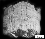 Anthozoa