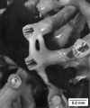 Goniocorella dumosa, corallites linked by coenosteal bridges, author: Cairns, 1995, Figure 22g, page 188.