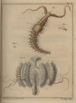 <B>Slabber, M.</B> (1778). Natuurkundige verlustigingen, behelzende microscopise waarneemingen van in- en uitlandse water- en land-dieren. J. Bosch: Haarlem. 166, 18 plates pp.