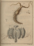 Slabber, M. (1778). Natuurkundige verlustigingen, behelzende microscopise waarneemingen van in- en uitlandse water- en land-dieren. J. Bosch: Haarlem. 166, 18 plates pp.
