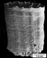 Truncatoguynia irregularis, side of corallum., author: Cairns, 1995, Figure 28g, page 195.