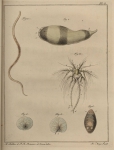 Slabber, M. (1778). Natuurkundige verlustigingen, behelzende microscopise waarneemingen van in- en uitlandse water- en land-dieren. J. Bosch: Haarlem. 166, 18 plates pp.