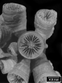 Lochmaeotrochus oculeus, corallites from same colony, author: Cairns and Zibrowius, 1997, figure 16h.