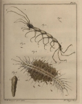 Slabber, M. (1778). Natuurkundige verlustigingen, behelzende microscopise waarneemingen van in- en uitlandse water- en land-dieren. J. Bosch: Haarlem. 166, 18 plates pp.
