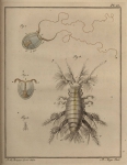 Slabber (1778, pl. 11)