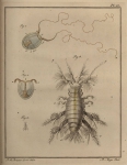 Slabber, M. (1778). Natuurkundige verlustigingen, behelzende microscopise waarneemingen van in- en uitlandse water- en land-dieren. J. Bosch: Haarlem. 166, 18 plates pp.