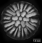 Stenocyathus vermiformis (Pourtalès, 1868), calicular view