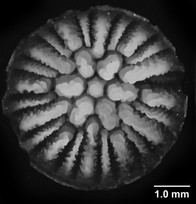 Stenocyathus vermiformis (Pourtalès, 1868), calicular view