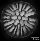 Stenocyathus vermiformis (Pourtalès, 1868), calicular view