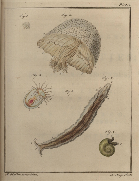 Slabber (1778, pl. 13)