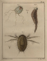 Isopoda
