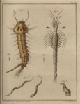 <B>Slabber, M.</B> (1778). Natuurkundige verlustigingen, behelzende microscopise waarneemingen van in- en uitlandse water- en land-dieren. J. Bosch: Haarlem. 166, 18 plates pp.