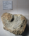 Hexacorallia