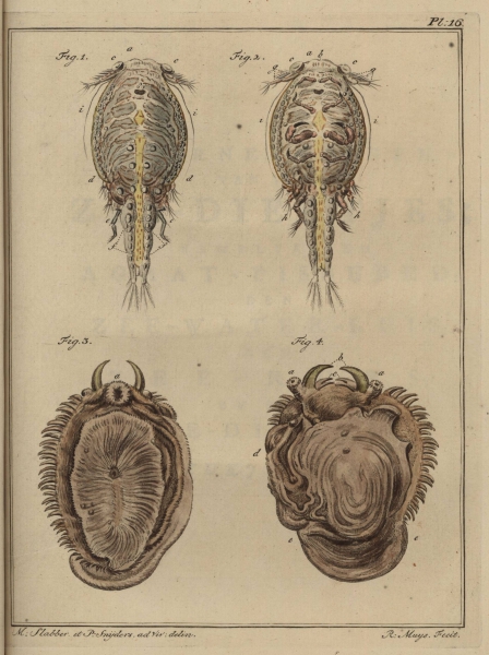 Slabber (1778, pl. 16) Slabber (1778, pl. 16)