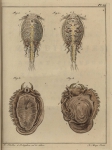 Slabber, M. (1778). Natuurkundige verlustigingen, behelzende microscopise waarneemingen van in- en uitlandse water- en land-dieren. J. Bosch: Haarlem. 166, 18 plates pp.