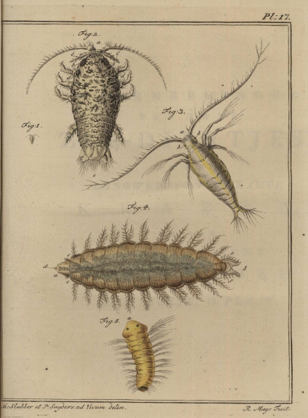 Slabber (1778, pl. 17) Slabber (1778, pl. 17)