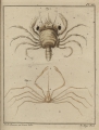 Slabber (1778, pl. 18), author: P.M. Brasser in Slabber, M. (1778)