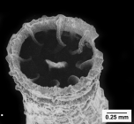 Guynia annulata Duncan, 1872, calicular view