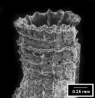 Guynia annulata Duncan, 1872, lateral view of theca