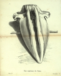 Dubar, J. (1828). Ostéographie de la baleine échouée à l'est du port d'Ostende, le 4 novembre 1827; précédée d'une notice sur la découverte et la dissection de ce Cétacée. Laurent Frères, Imprimeurs-Libraires: Bruxelles. 61, 13 folded plates pp.