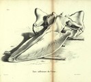 Dubar (1828, pl. 02), author: Bossuet in Dubar, J. (1828)