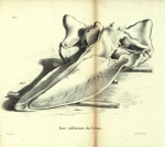 Dubar, J. (1828). Ostéographie de la baleine échouée à l'est du port d'Ostende, le 4 novembre 1827; précédée d'une notice sur la découverte et la dissection de ce Cétacée. Laurent Frères, Imprimeurs-Libraires: Bruxelles. 61, 13 folded plates pp.