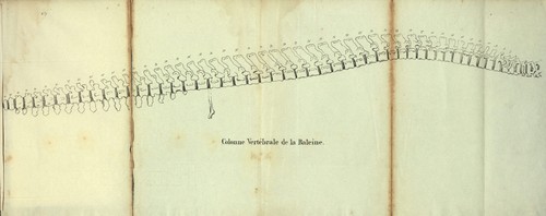 Dubar (1828, pl. 07)